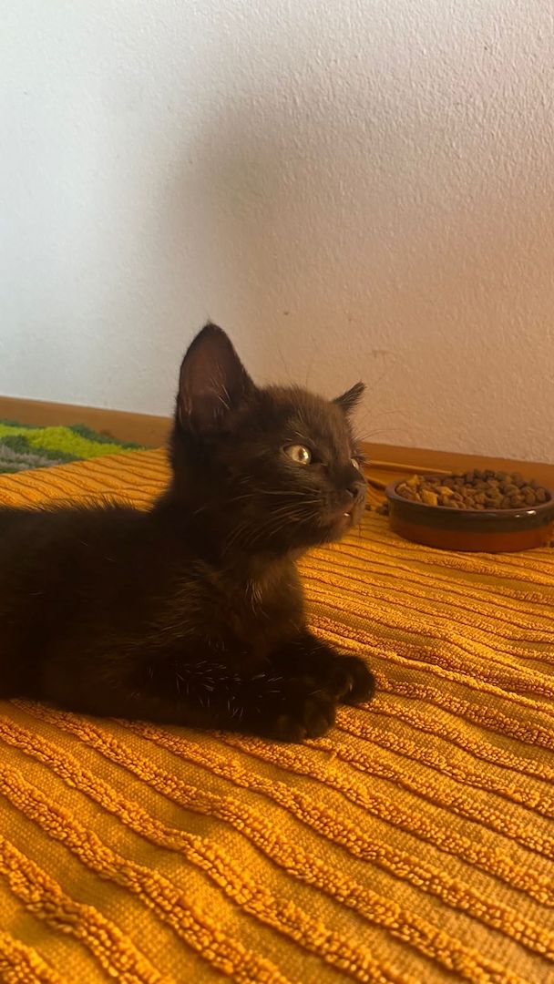 5 kleine Kätzchen zu vergeben