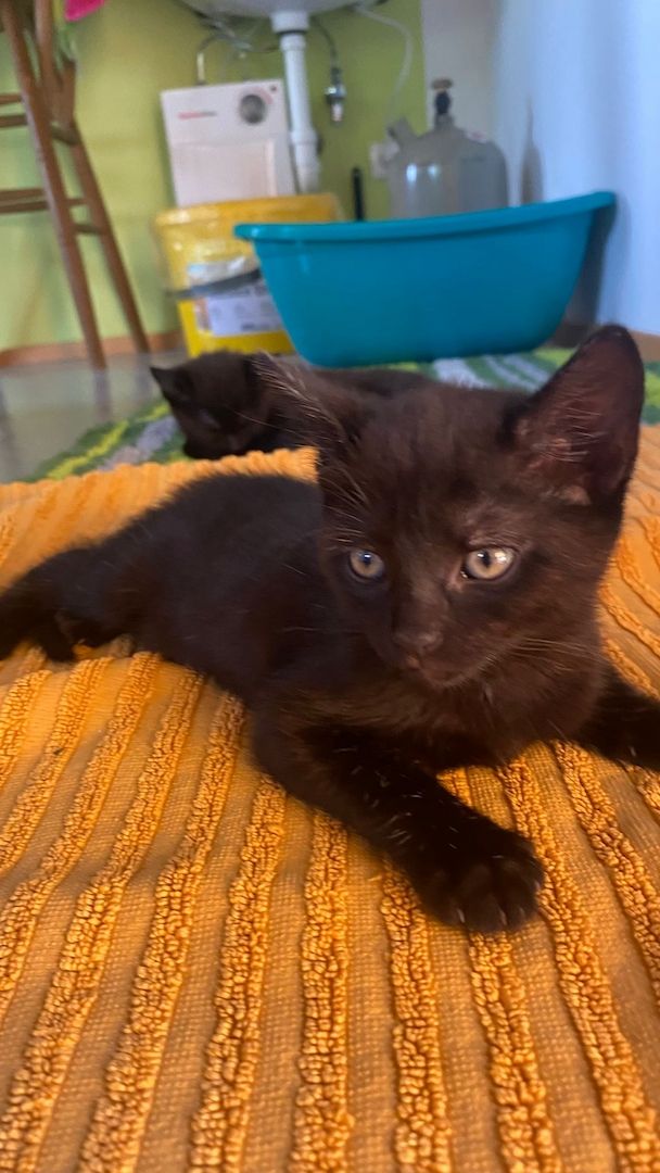 5 kleine Kätzchen zu vergeben