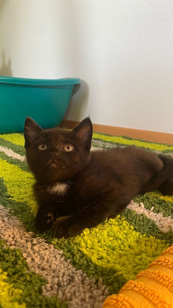 5 kleine Kätzchen zu vergeben