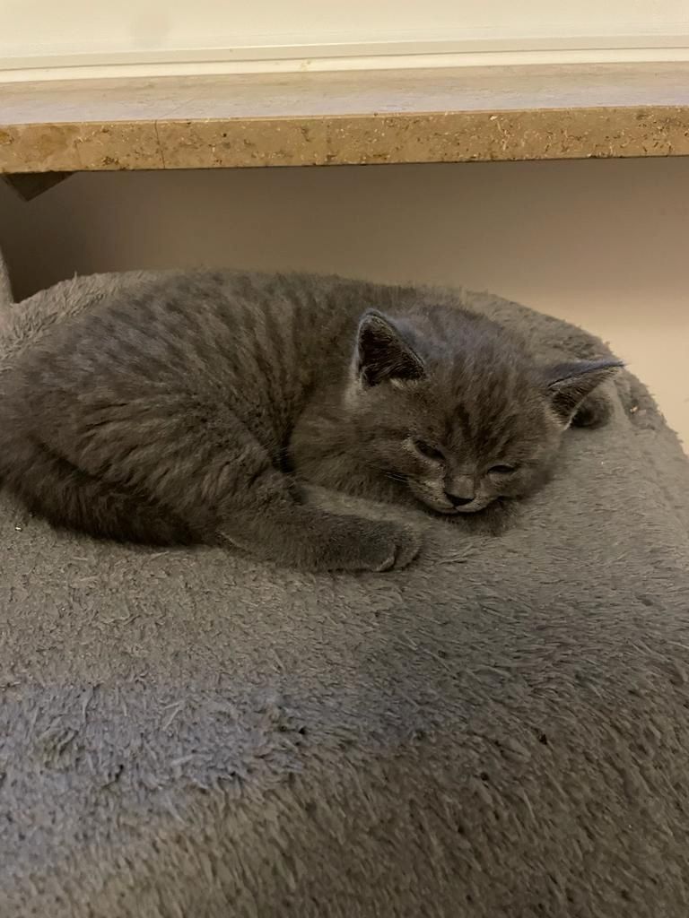 BKH Kitten