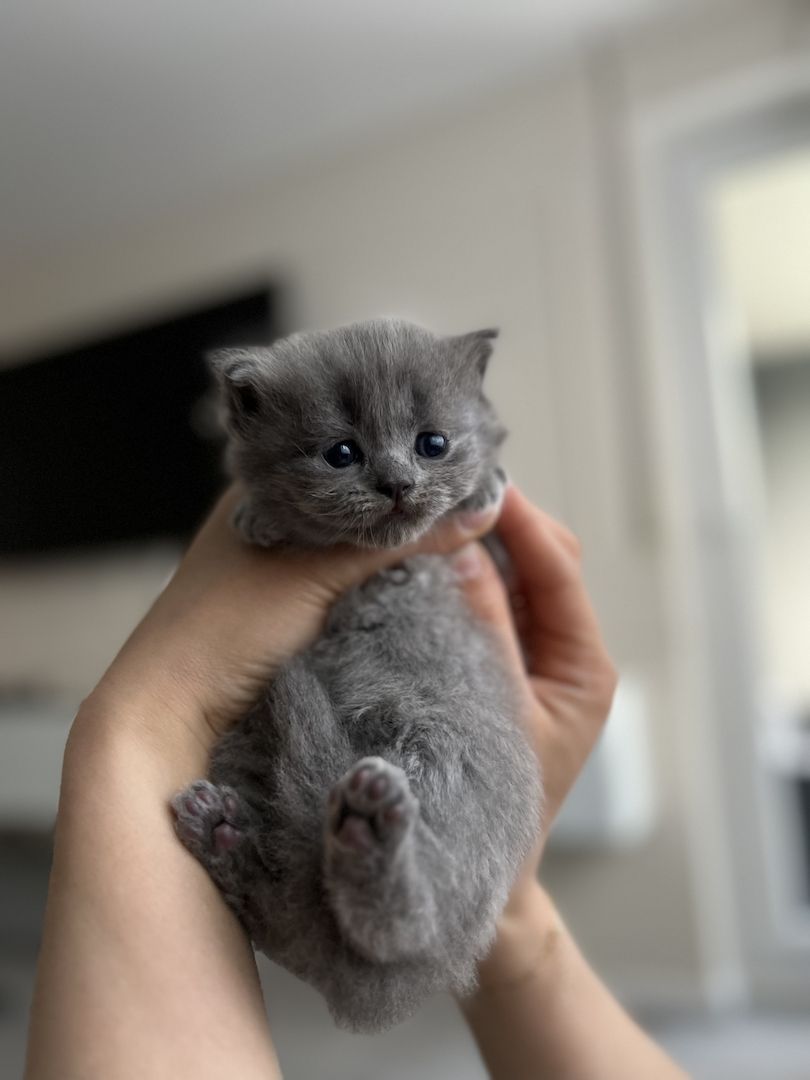 BKH Kitten