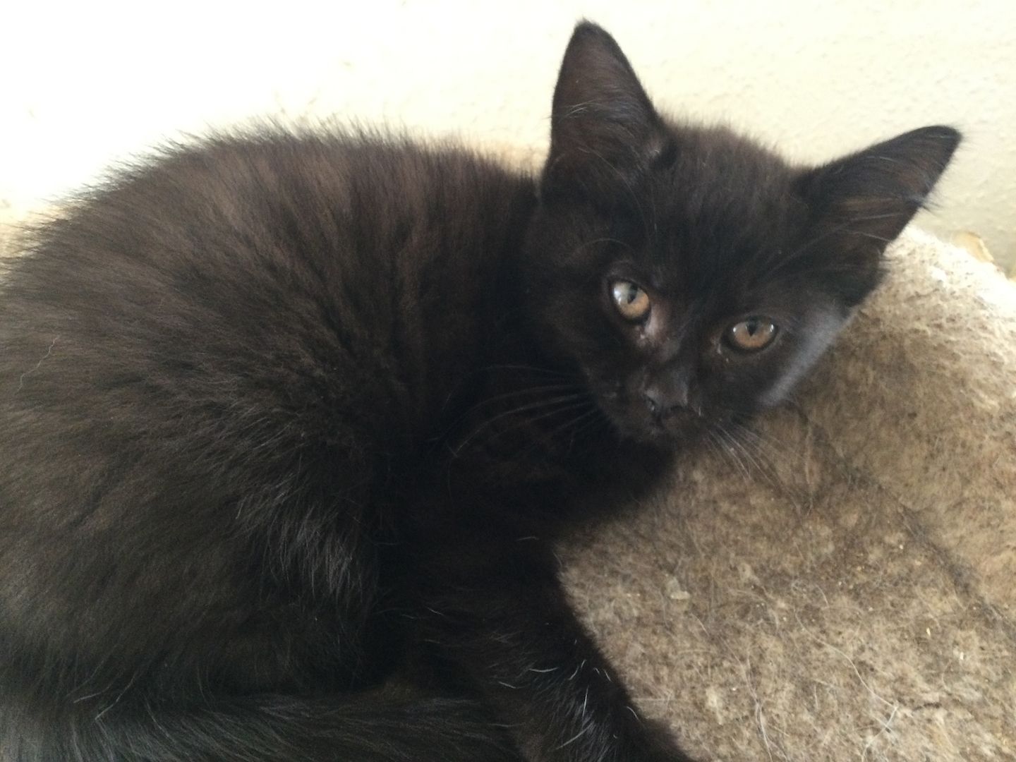 Maine Coon Mix Kitten