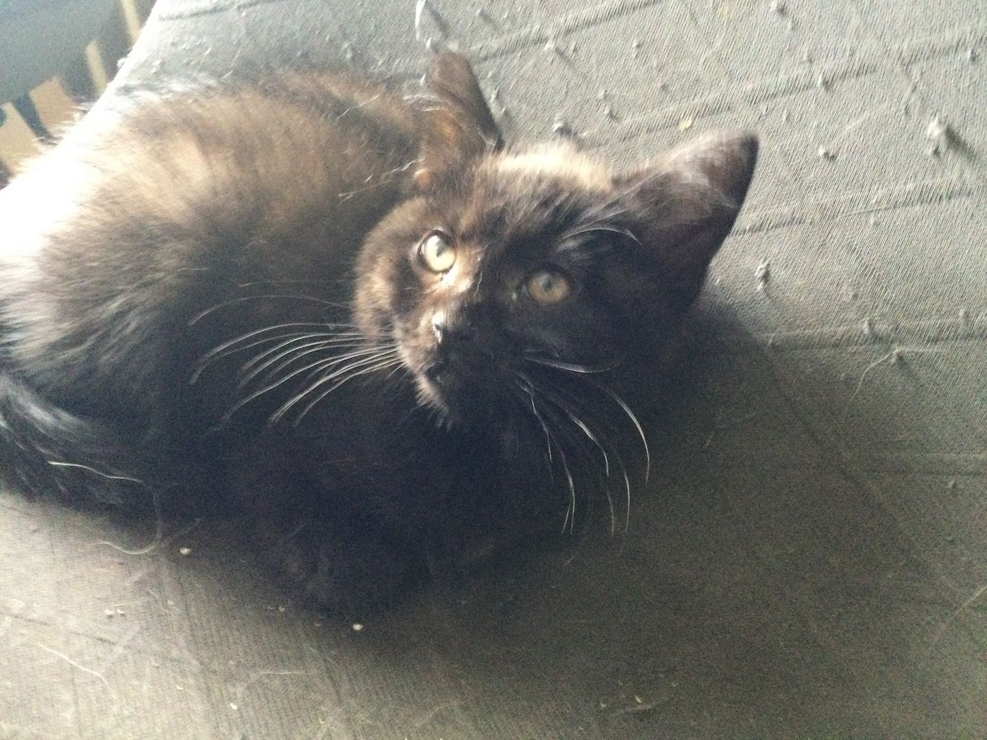 Maine Coon Mix Kitten