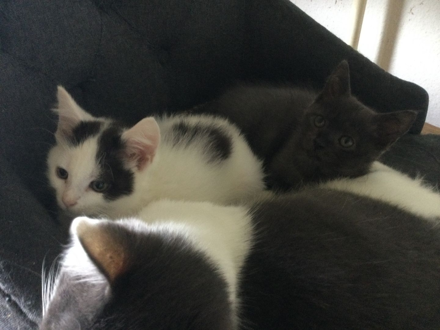 Maine Coon Mix Kitten