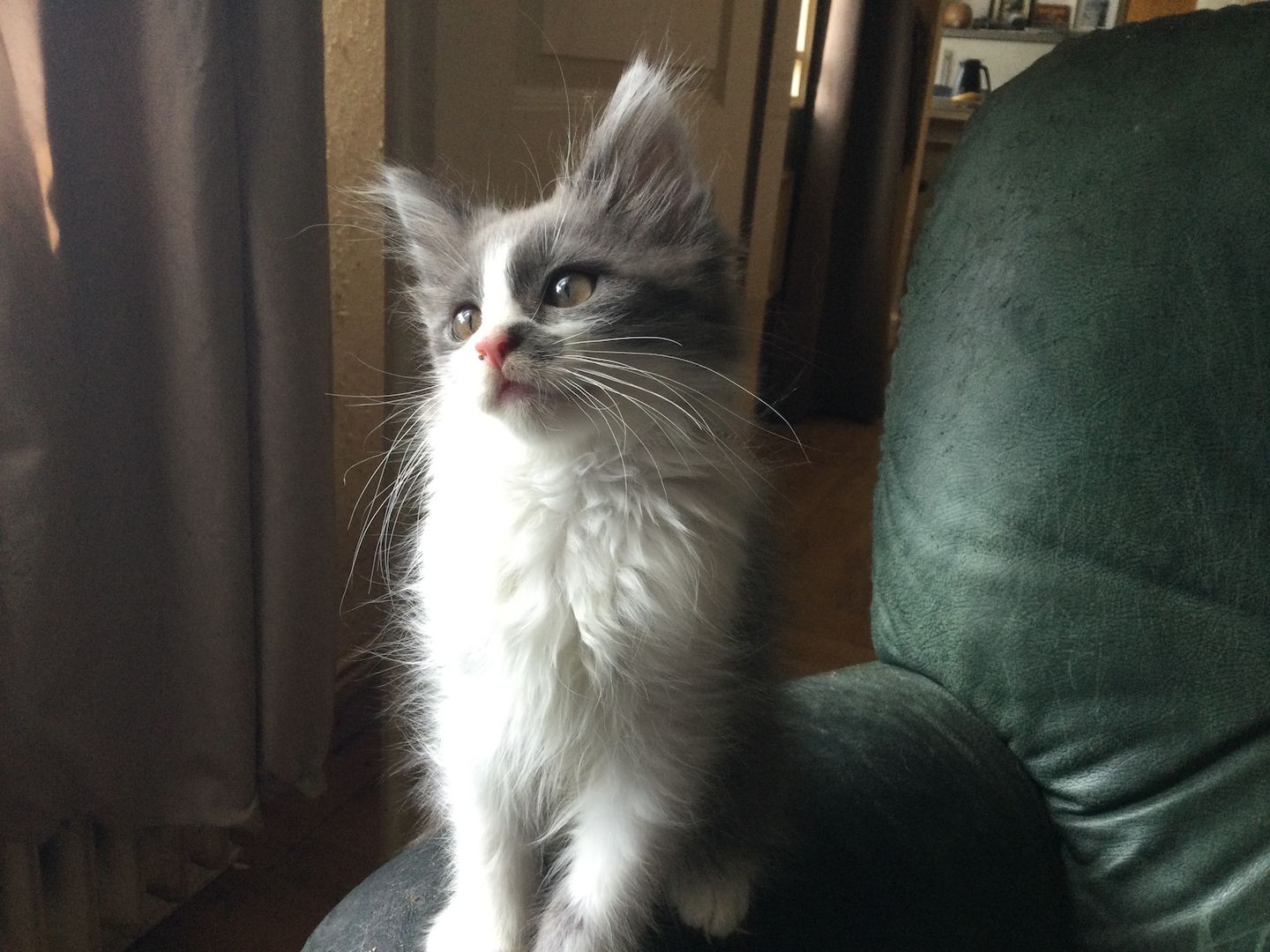 Maine Coon Mix Kitten