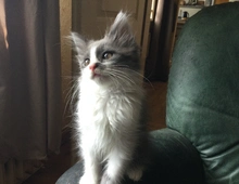 Maine Coon Mix Kitten