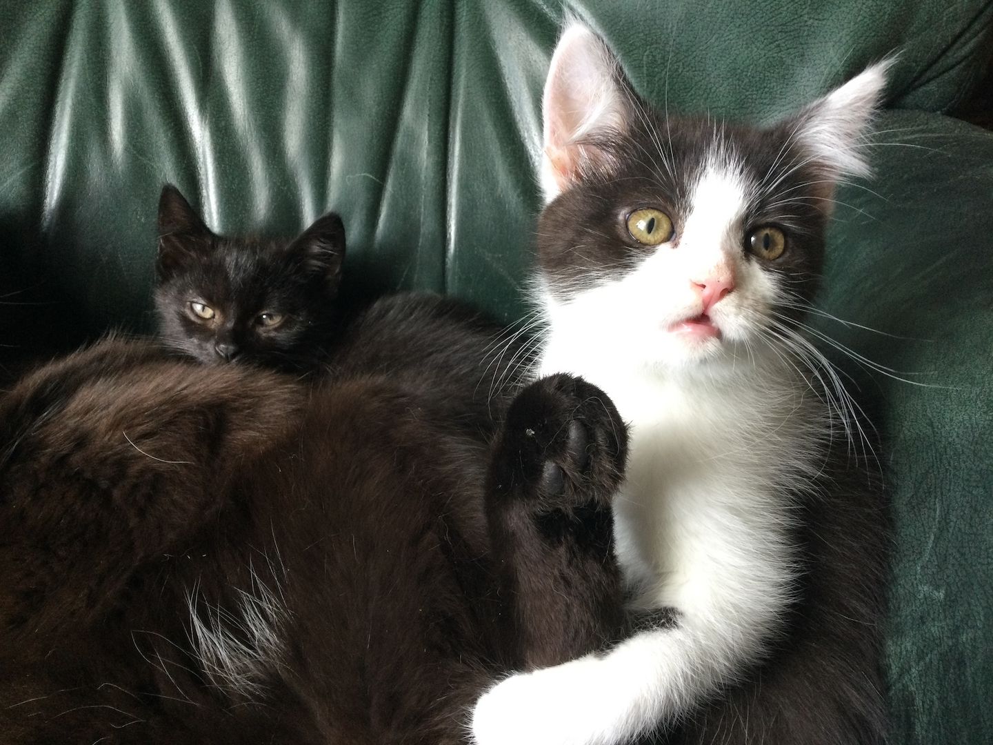 Maine Coon Mix Kitten