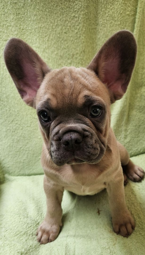 Französische Bulldogge Welpen Französische Bulldogge Welpen