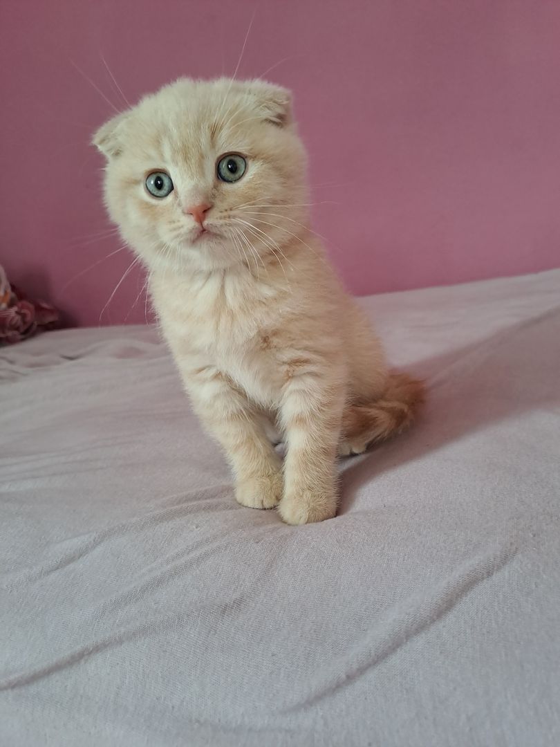 5 süße Mix ( BKH+Scotischfold) Kitten zu verkaufen