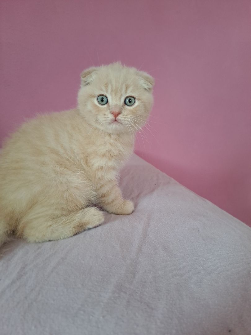 5 süße Mix ( BKH+Scotischfold) Kitten zu verkaufen