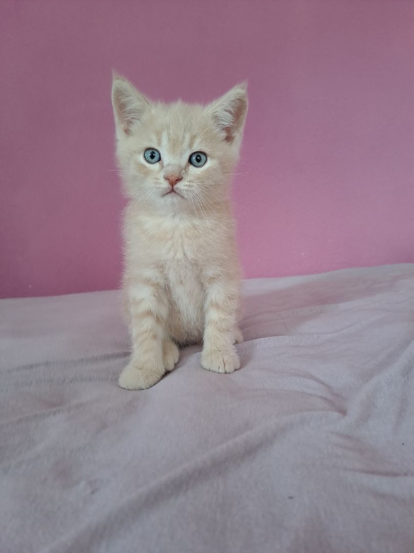 5 süße Mix ( BKH+Scotischfold) Kitten zu verkaufen