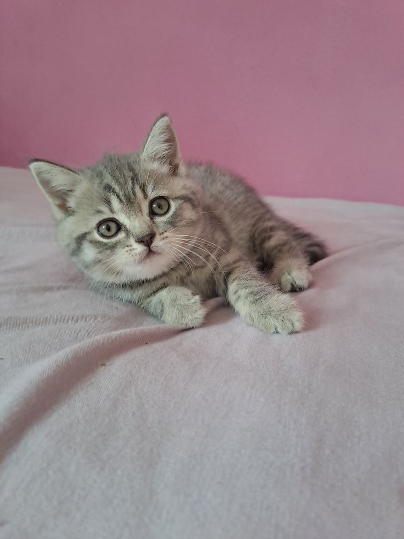 5 süße Mix ( BKH+Scotischfold) Kitten zu verkaufen