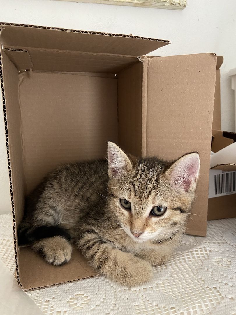 Vier fröhliche Kitten wegzugeben :)