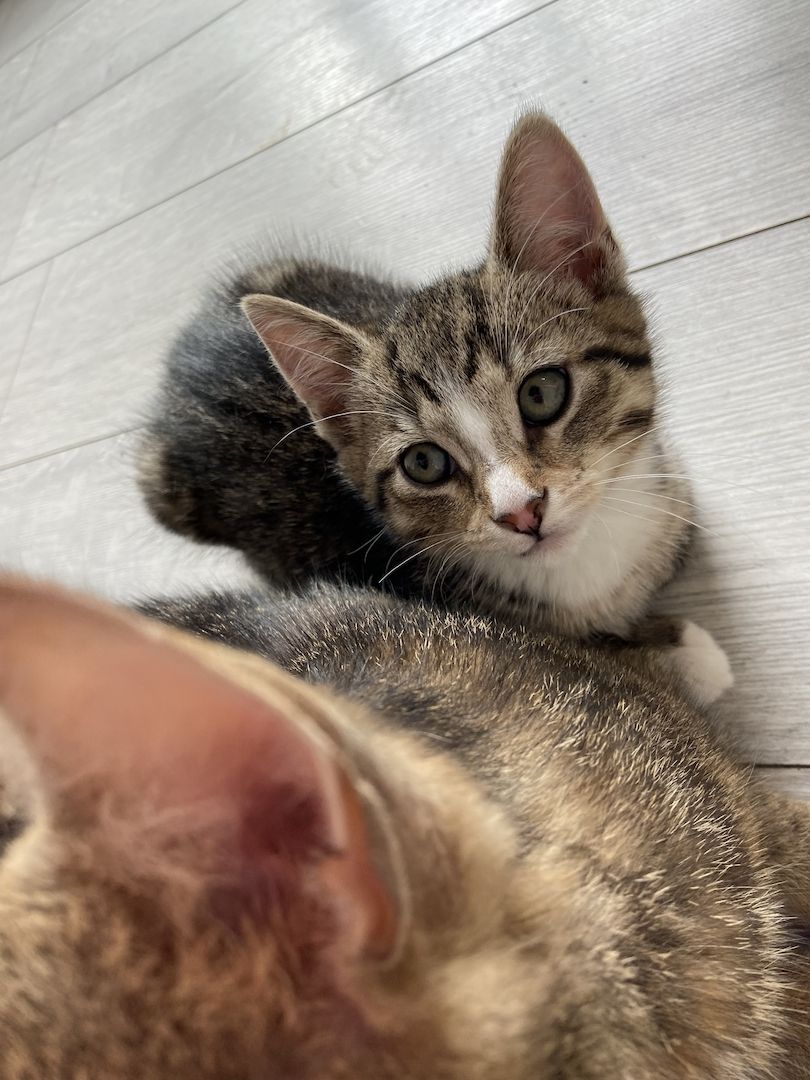 Vier fröhliche Kitten wegzugeben :)