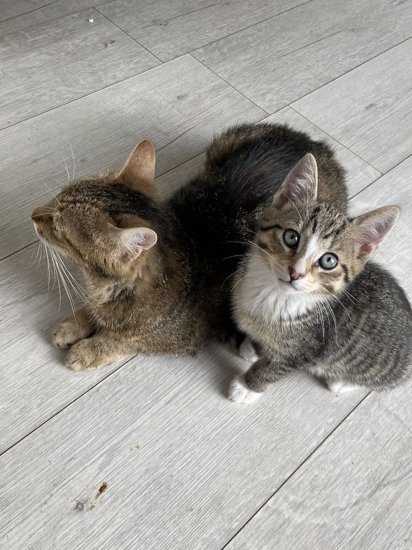 Vier fröhliche Kitten wegzugeben :)