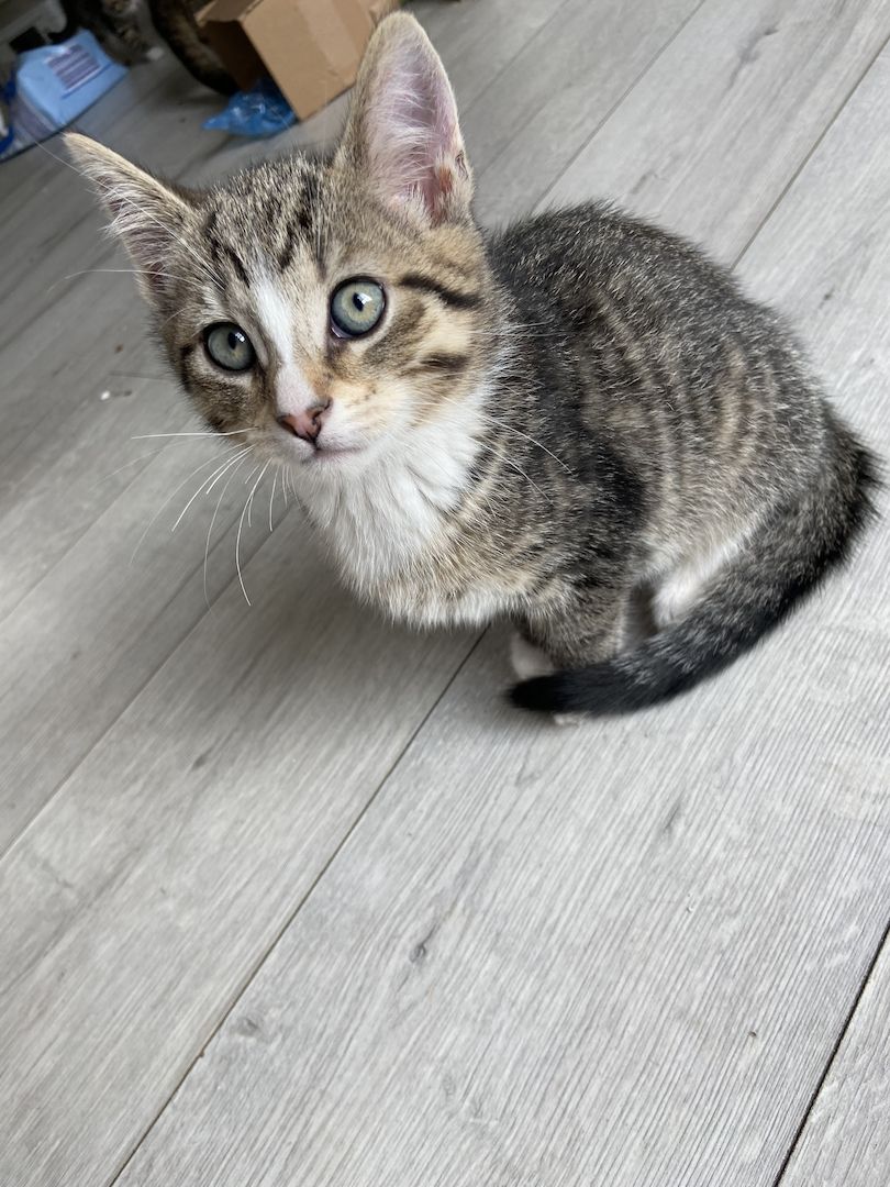 Vier fröhliche Kitten wegzugeben :)