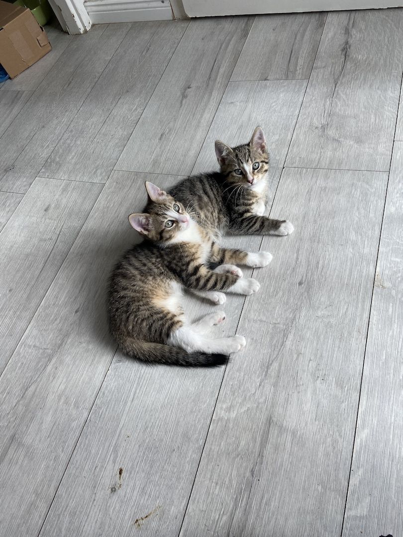 Vier fröhliche Kitten wegzugeben :)