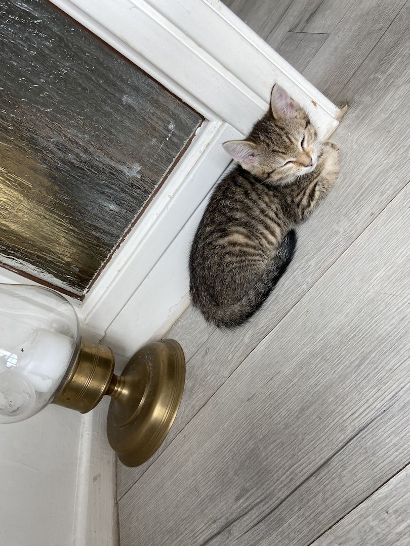 Vier fröhliche Kitten wegzugeben :)