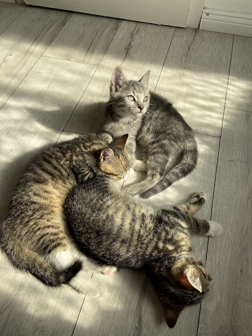 Vier fröhliche Kitten wegzugeben :)