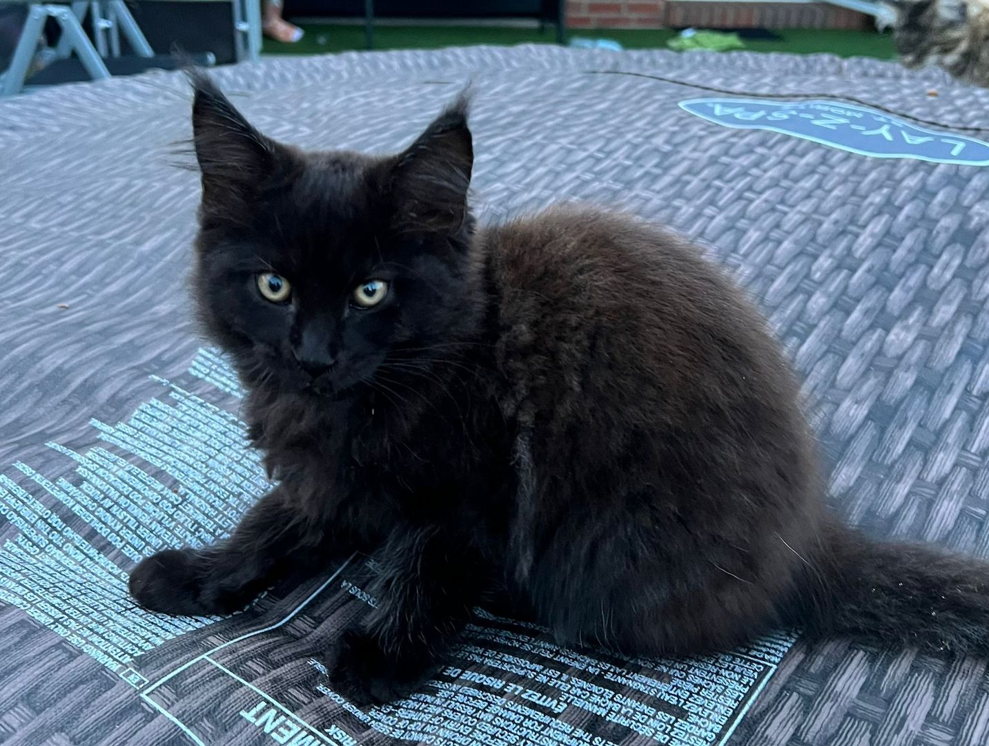 4 Maine Coon Kätzchen reinrassig