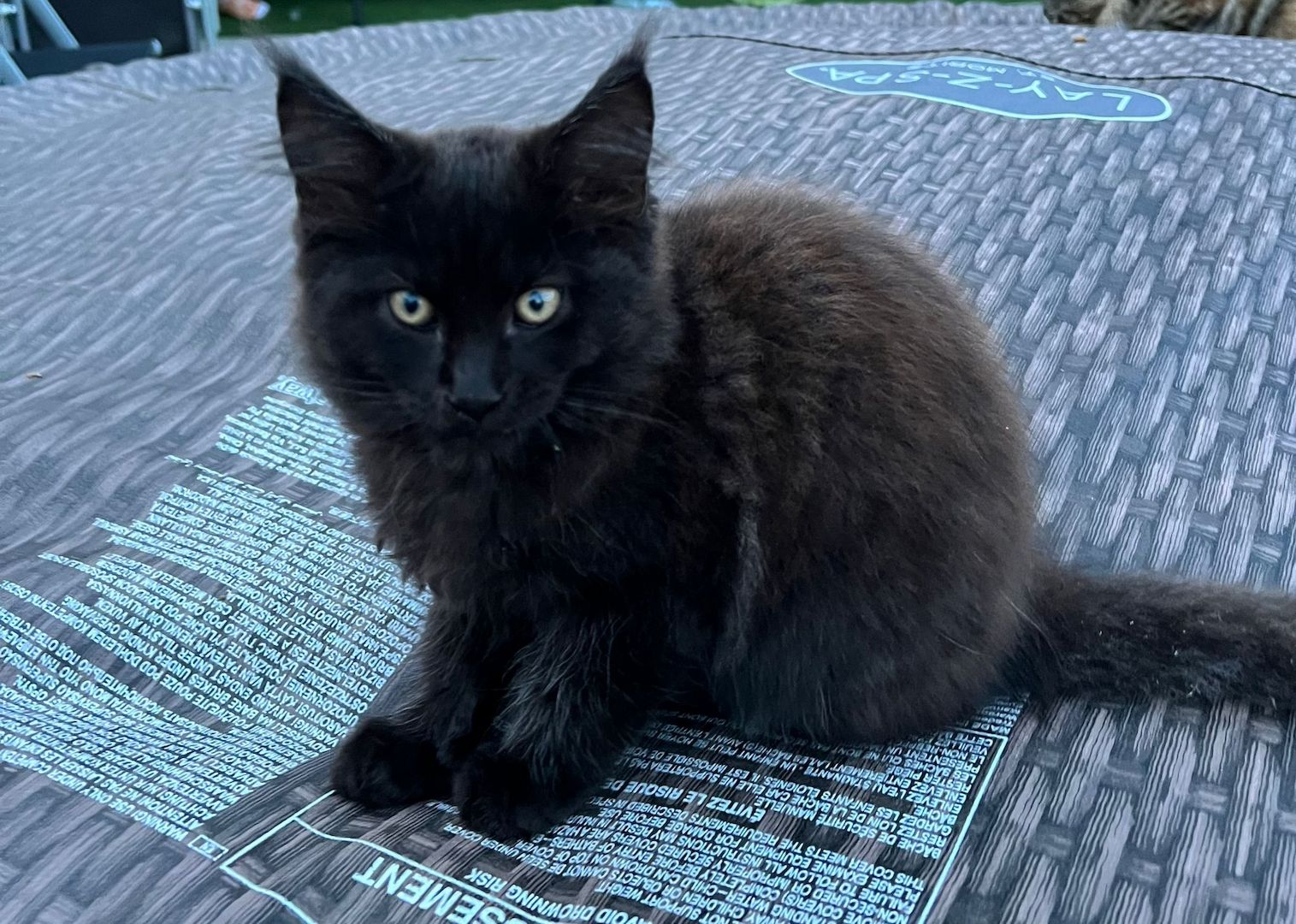 4 Maine Coon Kätzchen reinrassig