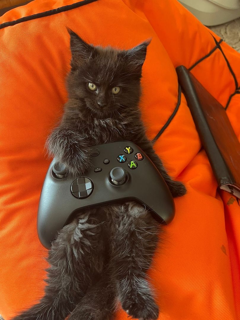 4 Maine Coon Kätzchen reinrassig