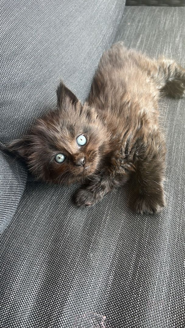 4 Maine Coon Kätzchen reinrassig