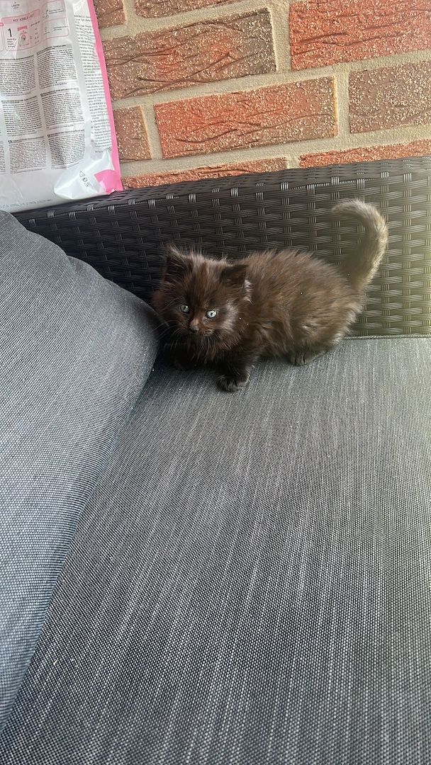 4 Maine Coon Kätzchen reinrassig