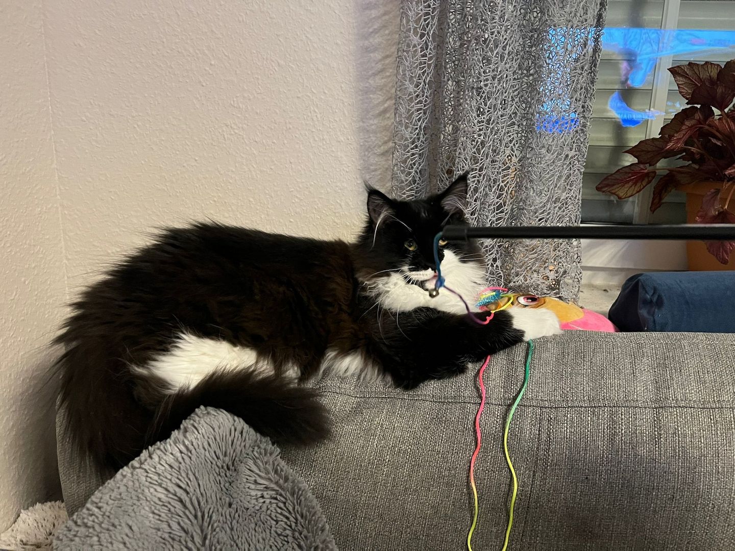 4 Maine Coon Kätzchen reinrassig