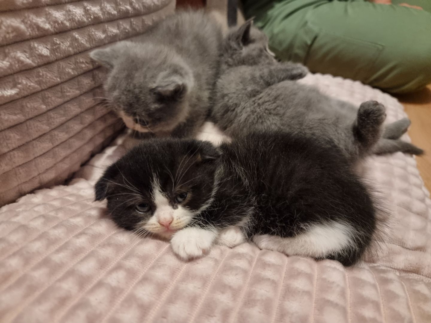 3 wundervolle Baby-Kätzchen zu Verkaufen