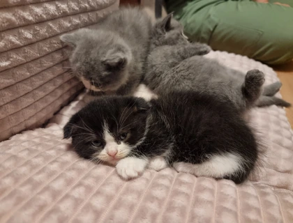 3 wundervolle Baby-Kätzchen zu Verkaufen