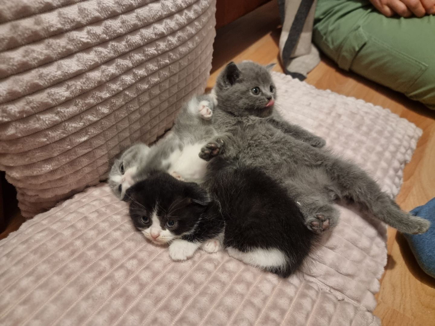 3 wundervolle Baby-Kätzchen zu Verkaufen