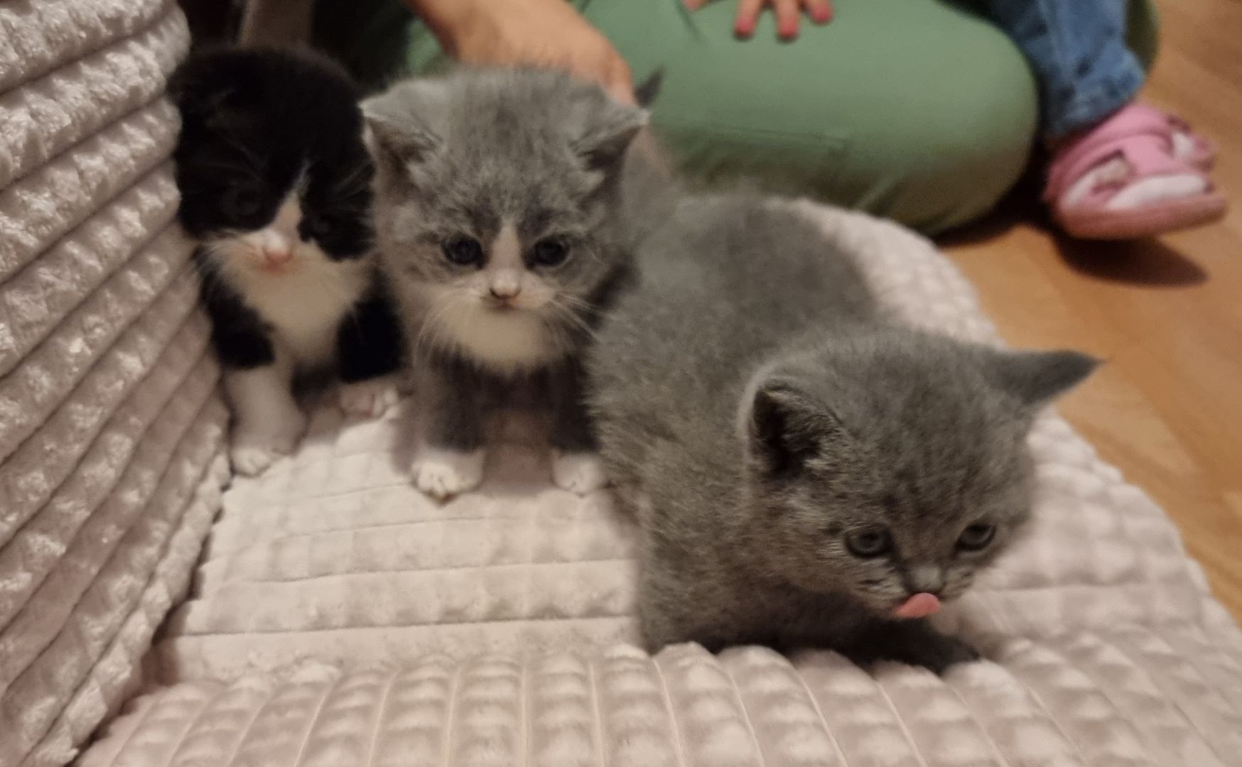 3 wundervolle Baby-Kätzchen zu Verkaufen