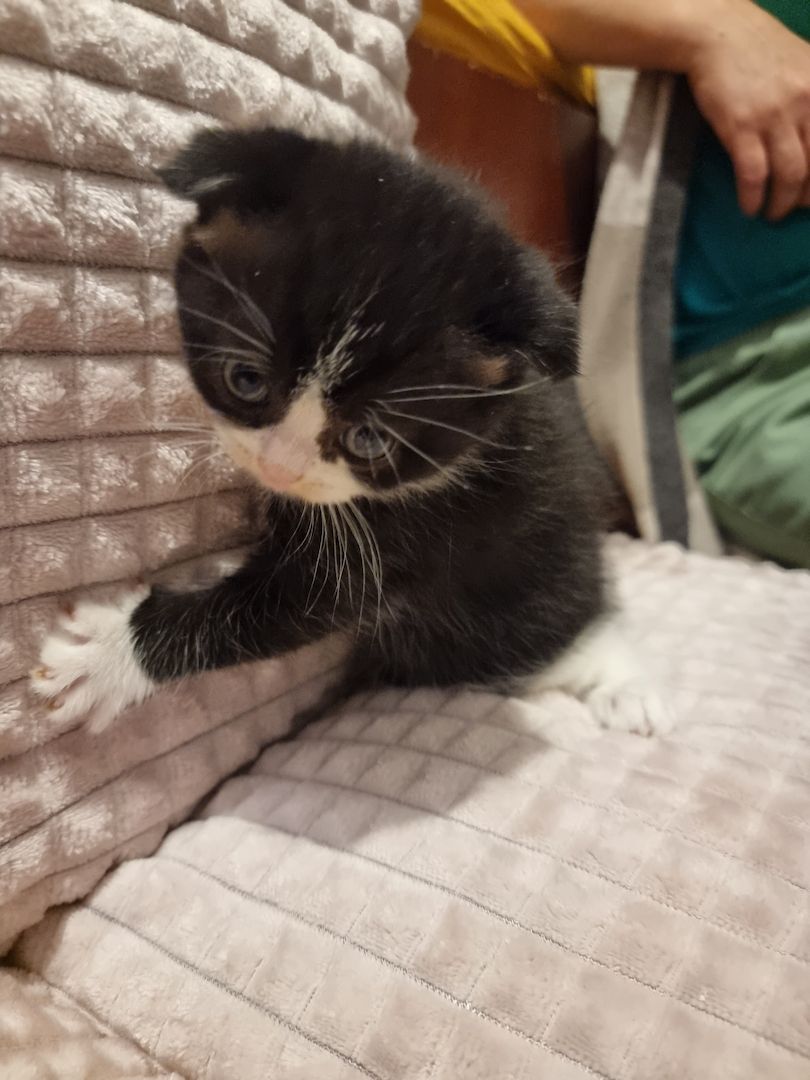 3 wundervolle Baby-Kätzchen zu Verkaufen