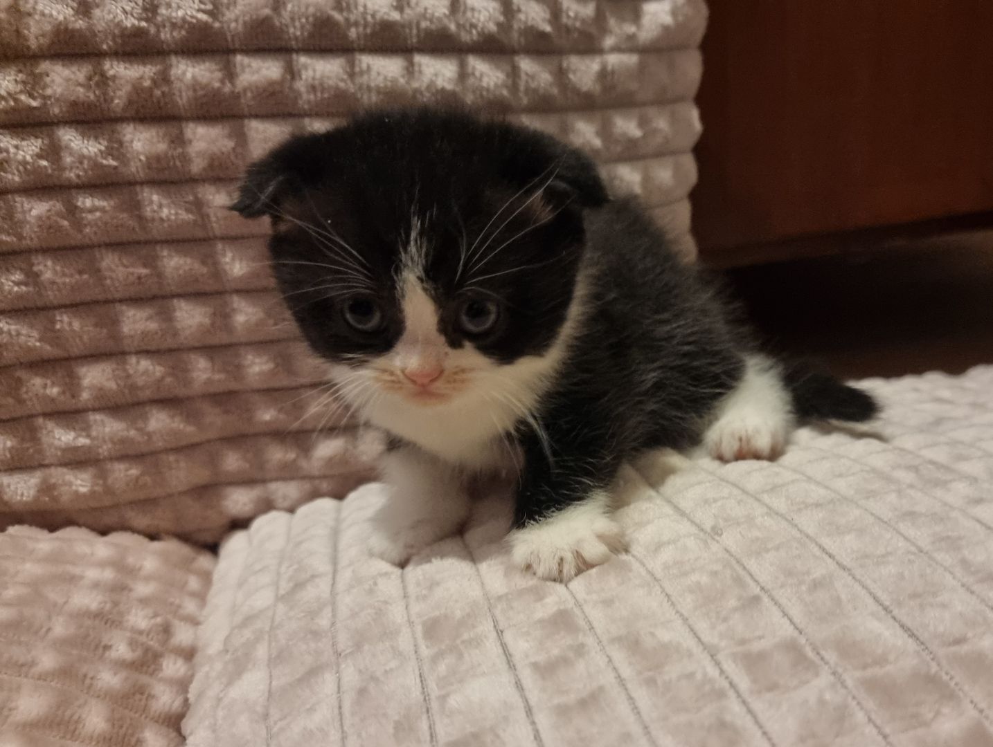 3 wundervolle Baby-Kätzchen zu Verkaufen