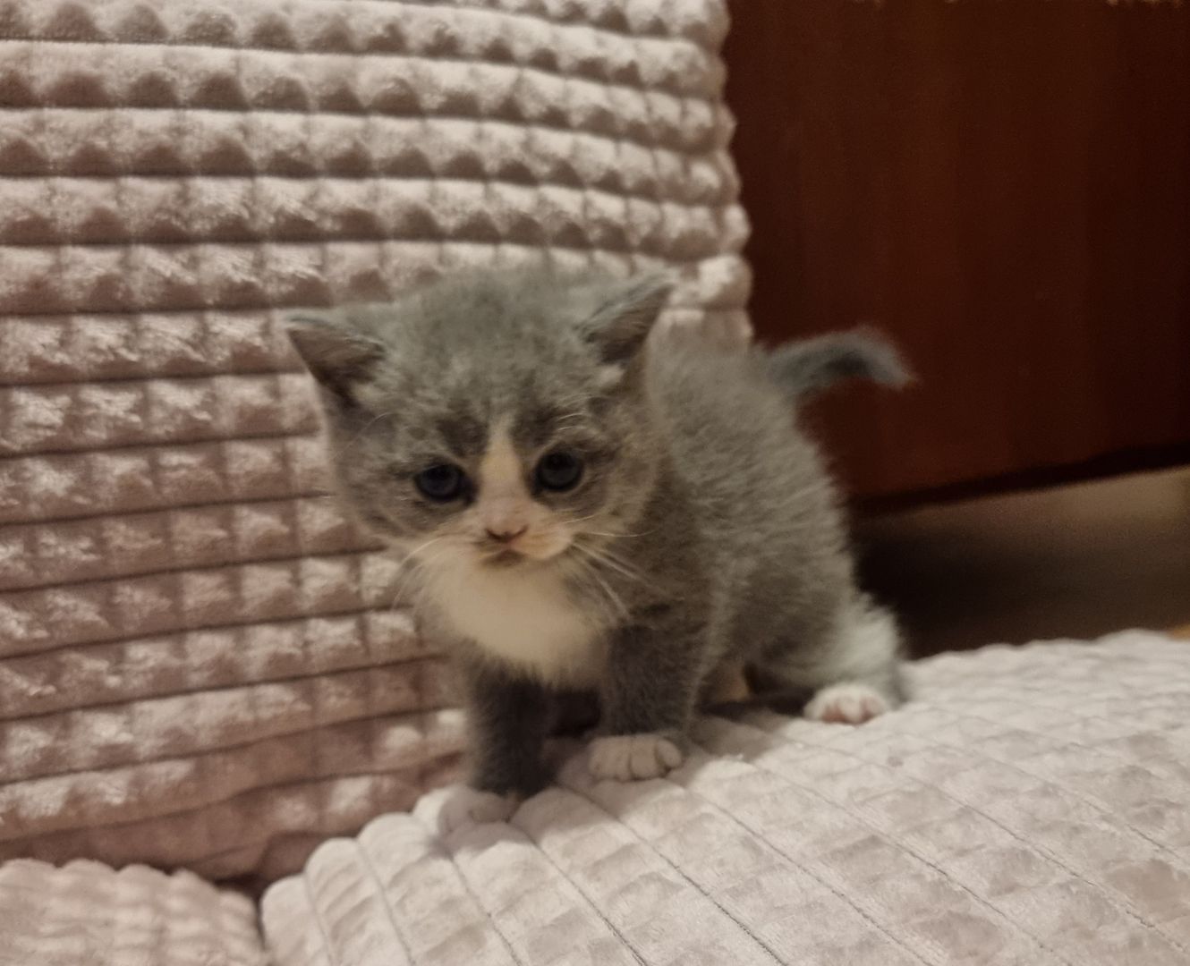 3 wundervolle Baby-Kätzchen zu Verkaufen