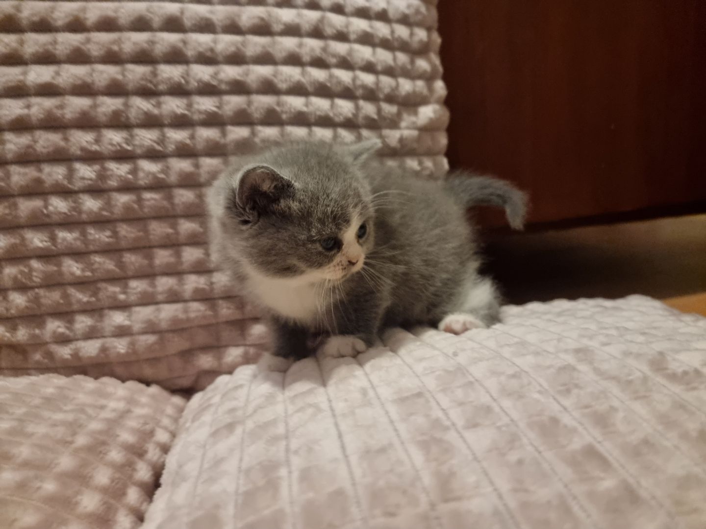 3 wundervolle Baby-Kätzchen zu Verkaufen