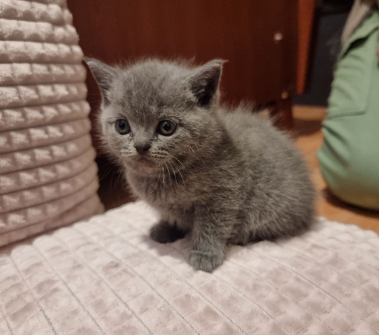 3 wundervolle Baby-Kätzchen zu Verkaufen