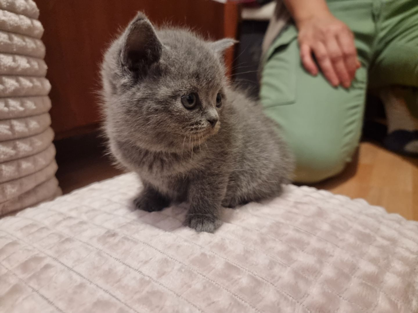 3 wundervolle Baby-Kätzchen zu Verkaufen