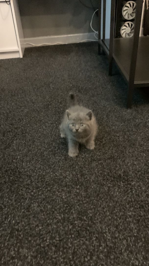 BKH kitten 3 weiblich 1 junge