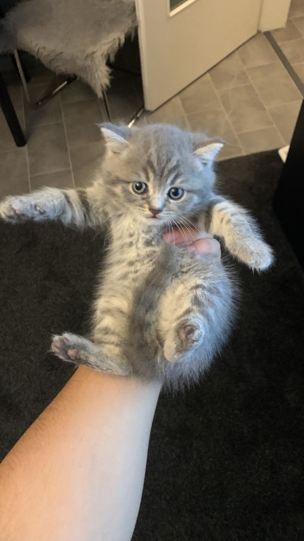 BKH kitten 3 weiblich 1 junge