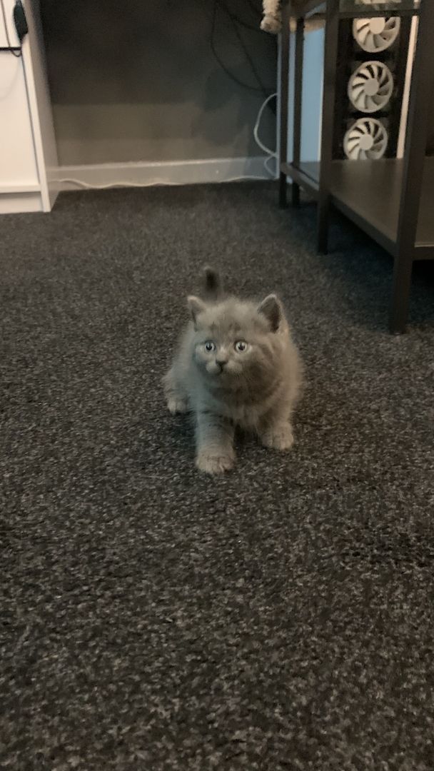 BKH kitten 3 weiblich 1 junge