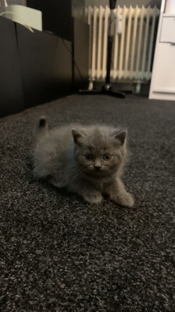 BKH kitten 3 weiblich 1 junge