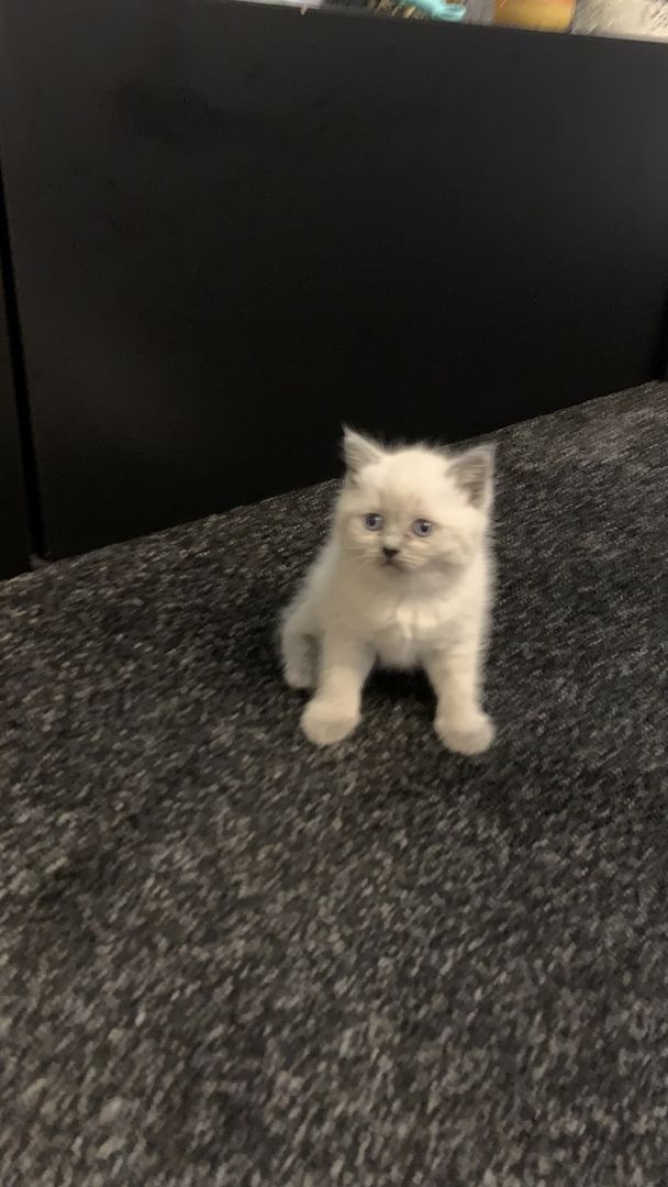 BKH kitten 3 weiblich 1 junge