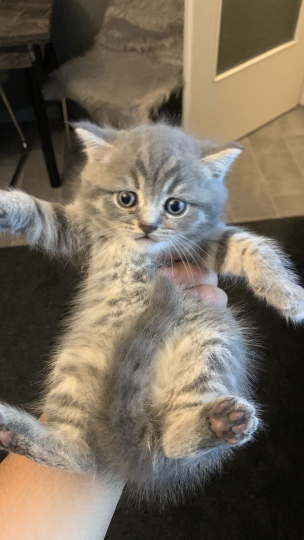 BKH kitten 3 weiblich 1 junge