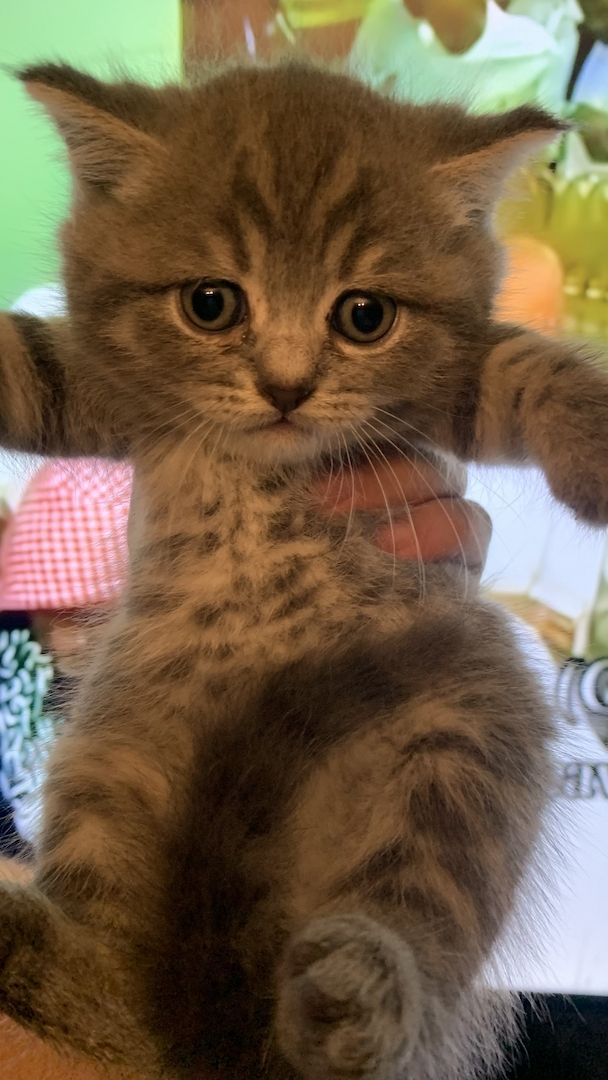 BKH kitten 3 weiblich 1 junge