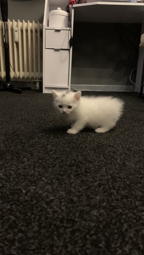 BKH kitten 3 weiblich 1 junge