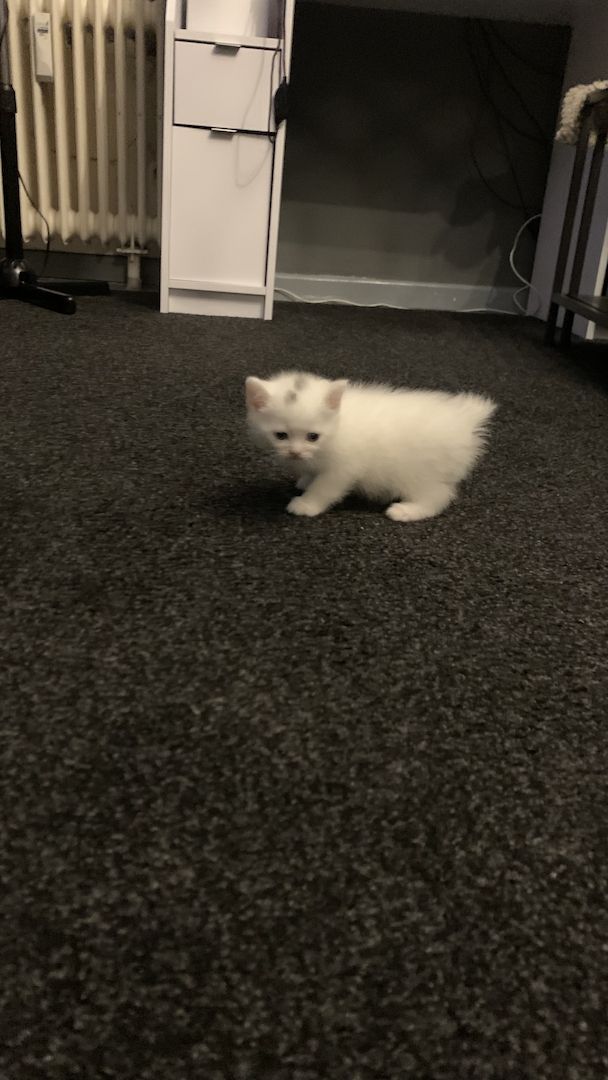 BKH kitten 3 weiblich 1 junge