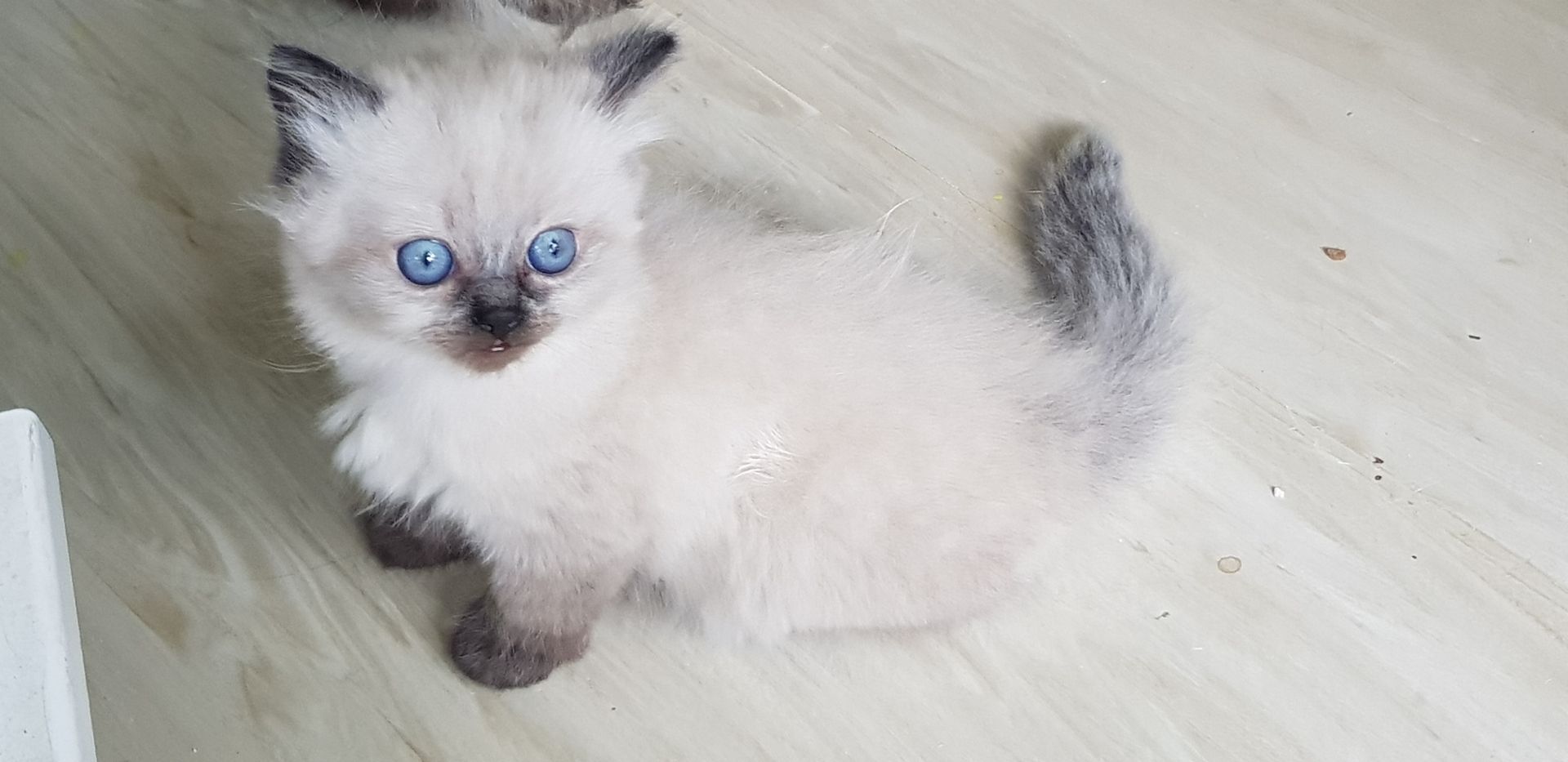 Perser Kater Colourpoint