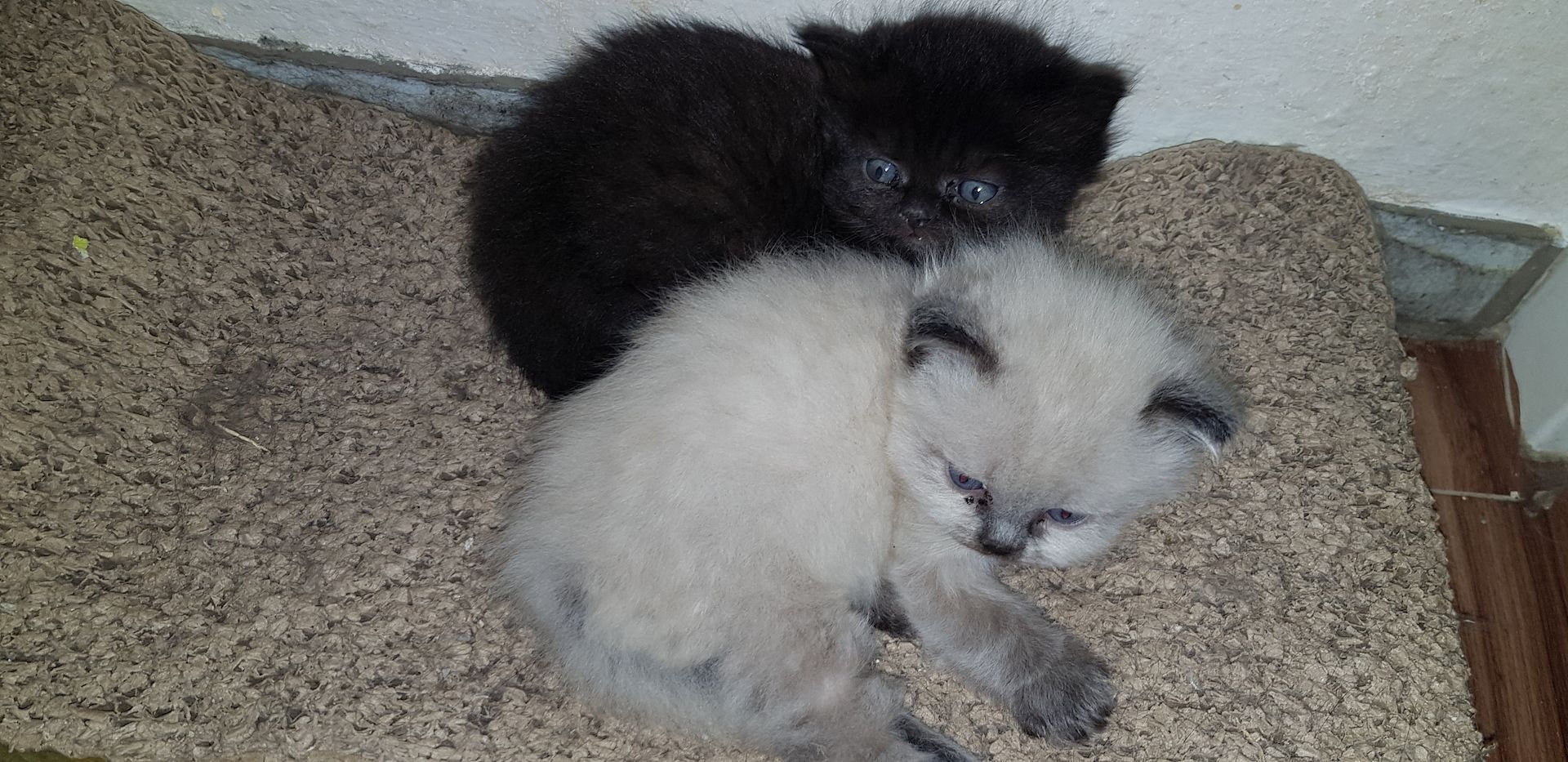 Perser Kater Colourpoint